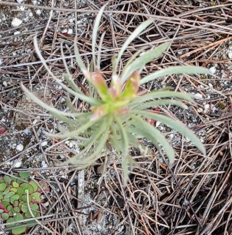 Leucadendron seedling